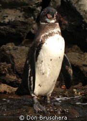 Part of the Galapagos adventure is snorkeling with pengui... by Don Bruschera 